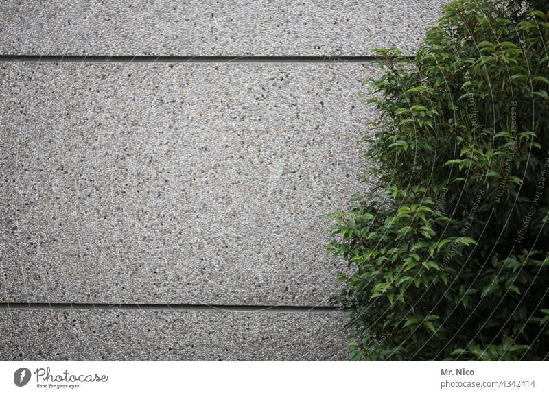 Grünpflanze vor Betonwand Betonmauer trist Gebäude Fassade Pflanze grün Wachstum begrünung begrünen grau Wand Umwelt Fuge Mauer Blatt abstrakt Betonbauweise