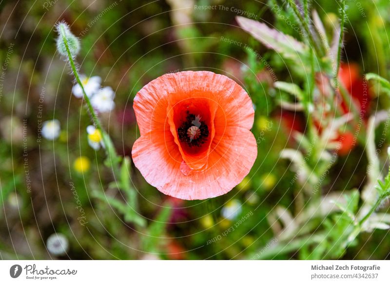 Makroaufnahme eines roten Mohns oder Papaver rhoeas wild Garten Pflanze Blütenblatt Blume Natur allgemein Blütenknospen Flora Hintergrund grün geblümt schließen