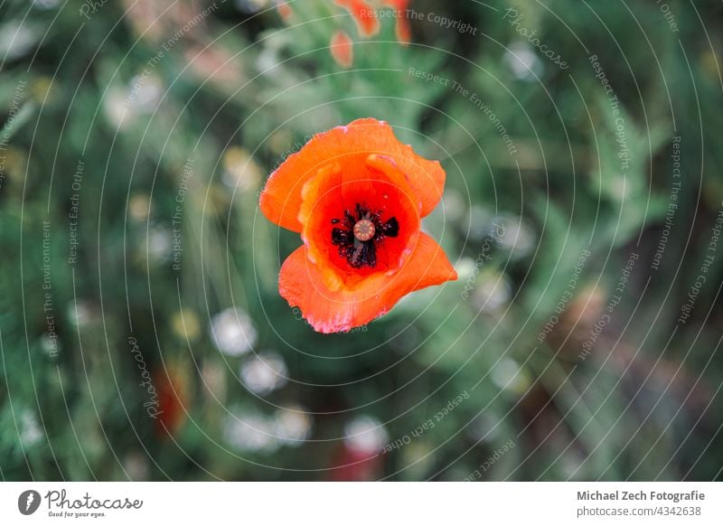 Makroaufnahme eines roten Mohns oder Papaver rhoeas wild Garten Pflanze Blütenblatt Blume Natur allgemein Blütenknospen Flora Hintergrund grün geblümt schließen