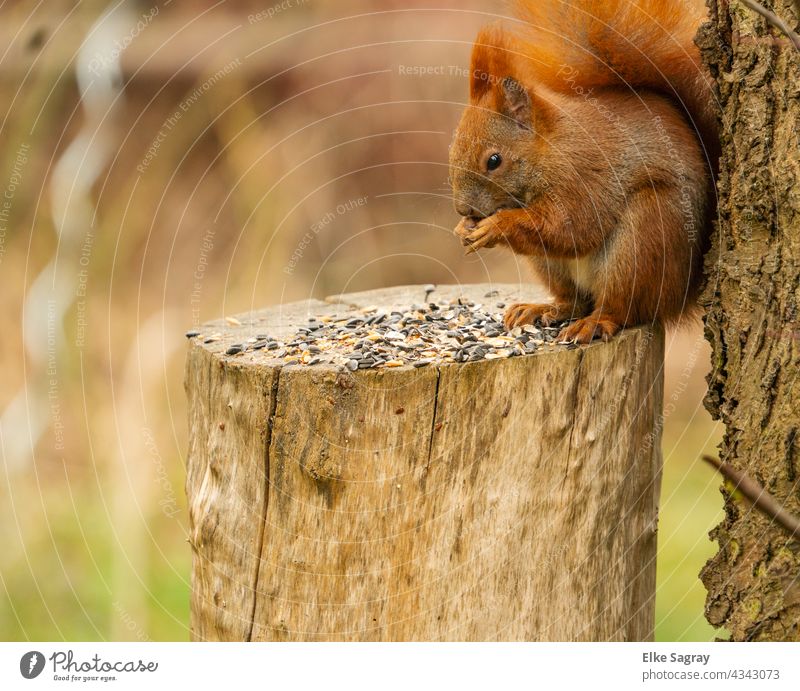 Nahaufnahme von einem sitzenden rotbraunen Eichhörnchen angelehnt an einem Baumstammm fressen Tier Natur Sciurus vulgaris Außenaufnahme Farbfoto