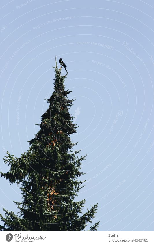 eine Elster hoch oben auf einem Beobachtungsposten Rabenvogel Vogel Wildvogel Baumkrone beobachten Überblick überblicken umschauen Spitze wachsam Wachsamkeit