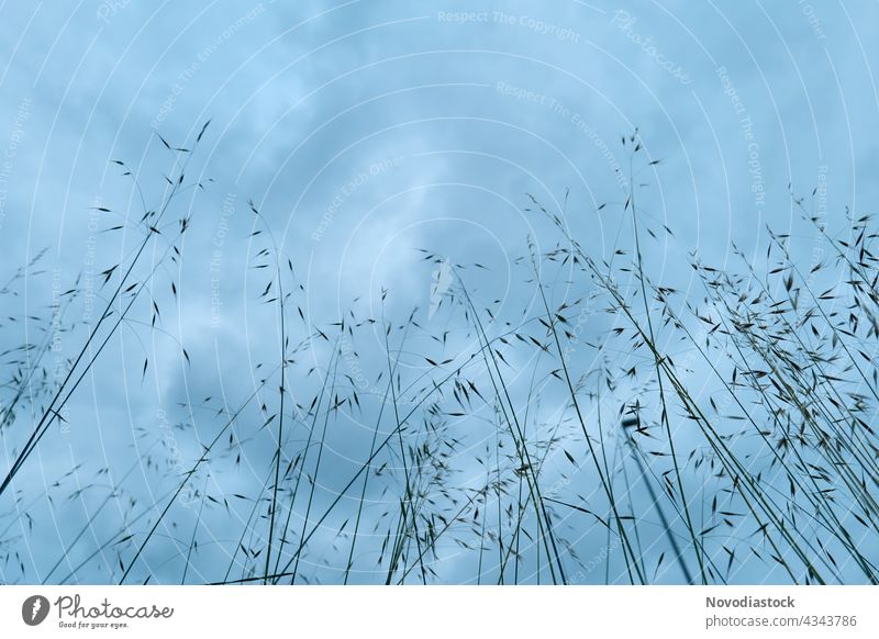 hohes Gras und Himmel auf dem Hintergrund hoch wild Küchenkräuter blau Wolken oben nach oben Textfreiraum dünn Krümmung nähern Regie Pflanze Ansicht Antwort