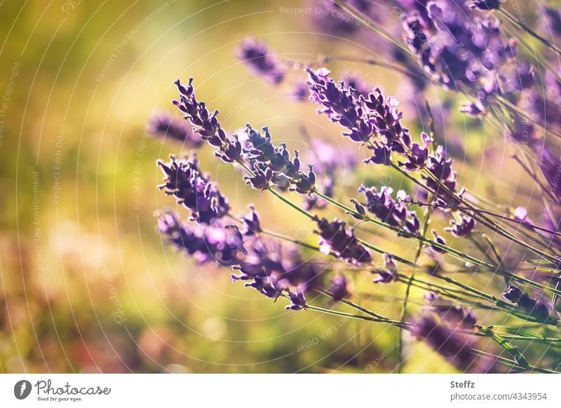 sommerliche Lavendelblüten Gartenlavendel Lavandula Lavandula angustifolia Sommerblumen Lavendelfarben lila violett Gartenblumen Lavendelduft Duft Sommerfarben