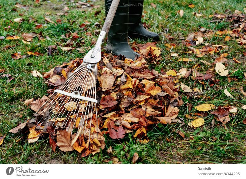 Frau harken Haufen von Herbst Blätter im Garten mit Harke fallen Hinterhof Sauberkeit Säuberung Gartenarbeit rechend Nahaufnahme farbenfroh Gerät Laubwerk Gras