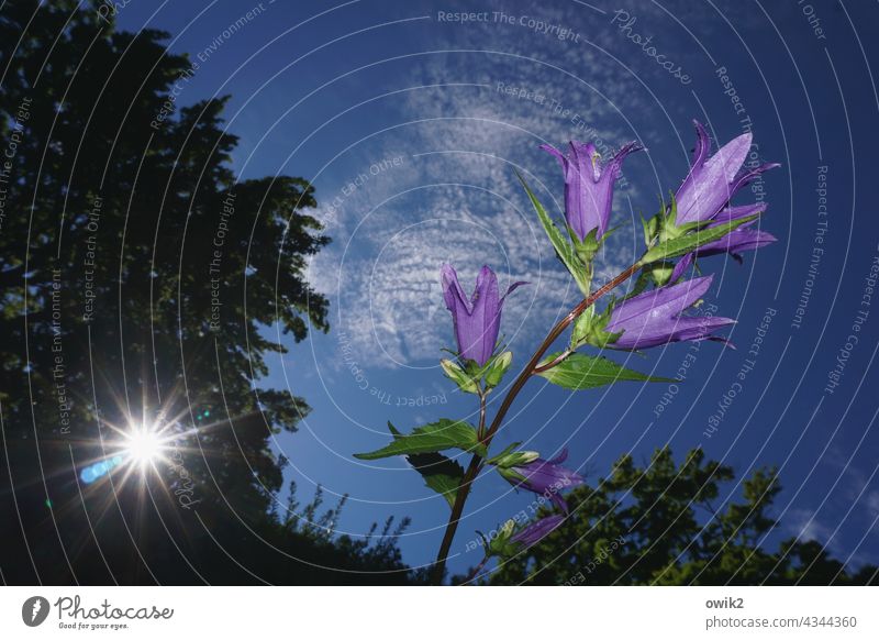 Campanula Glockenblume elegant violett nah klein Blühend Blüte Pflanze Natur Umwelt Stimmung Idylle Farbfoto Detailaufnahme Menschenleer Textfreiraum rechts