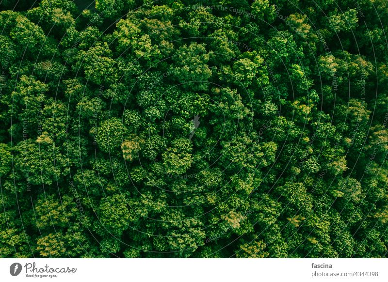 Sommer im Laubwald Luftaufnahme von oben Wald Antenne Park Bäume grün laubabwerfend Natur natürlich Top Baumkronen Textur Landschaft Abend wolkig Umwelt Wälder