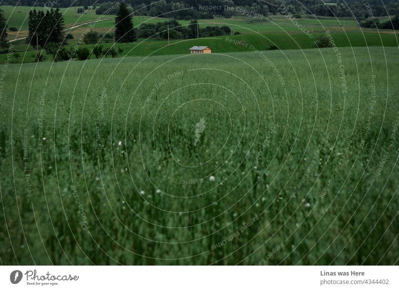 Ein Bild von einem einsamen Haus irgendwo auf dem Lande in Litauen. Sommergrüne Felder und malerische Landschaft in diesem Bild. Der Sommer im Baltikum kann sehr romantisch, aber auch stimmungsvoll sein.