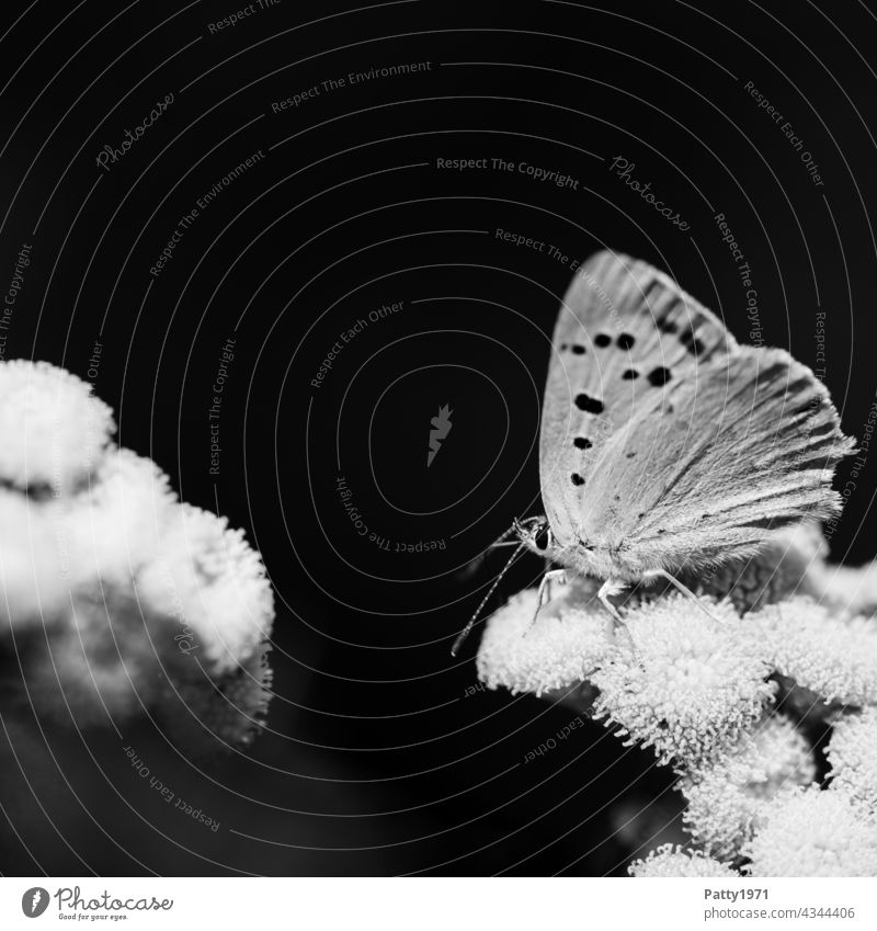 Schmmetterling sitzt auf einer Blüte. Schwarzweiss Makroaufnahme Schmetterling Insekt Tier Fauna Flora Flügel Profil schwarz Hintergrund Natur Nahaufnahme