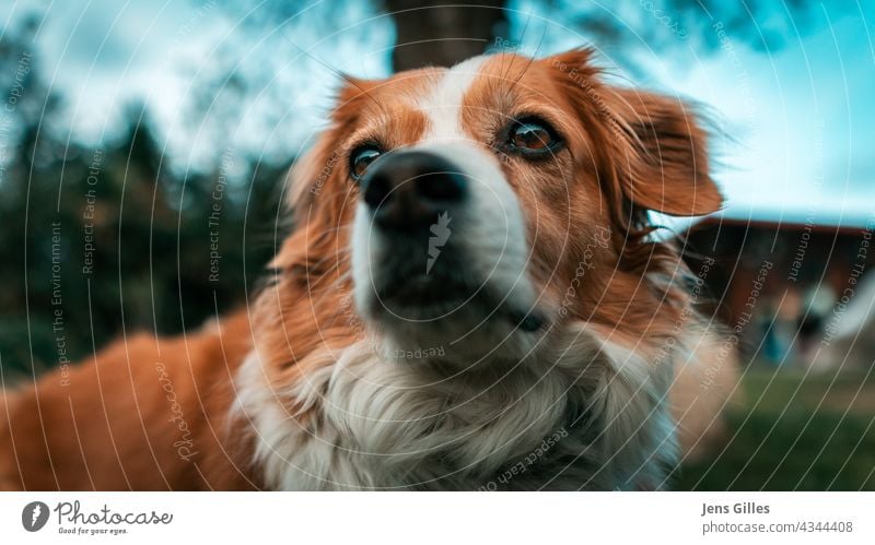 Niedlicher Hund Ebbi träumt herum Tier Tierporträt Haustier Außenaufnahme niedlich Tierliebe Schwache Tiefenschärfe Farbfoto Tiergesicht Blick beobachten