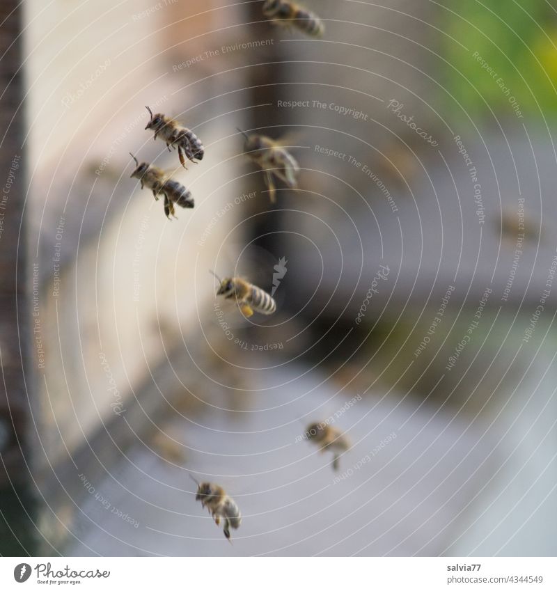 Bienenflug Honigbienen Imkerei fliegen Flug Bienenstock Insekt Natur Arbeit & Erwerbstätigkeit fleißig emsig Teamwork Ausdauer Schwarm Nutztier Menschenleer