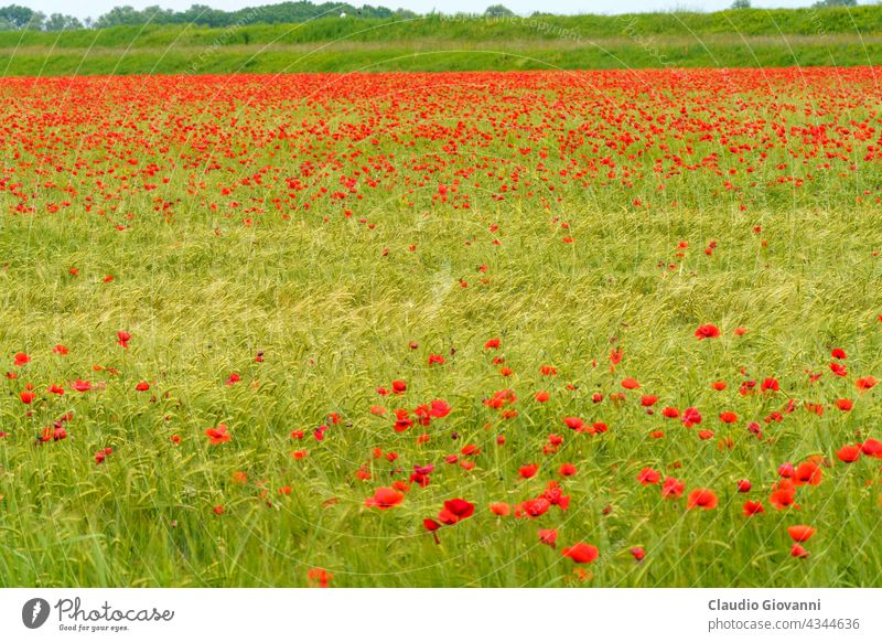 Ländliche Landschaft in der Provinz Pavia zwischen den Flüssen Ticino und Po. Mohnblumen Europa Italien Lombardei pavia po Tessin Ackerbau Farbe Tag Feld Blume