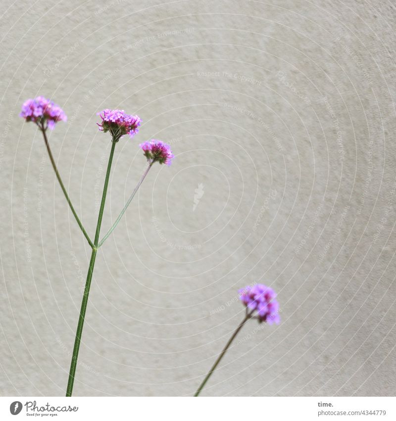 Beziehungsdrama blüte blume pink wand 4 stiel wachstum flora natur
