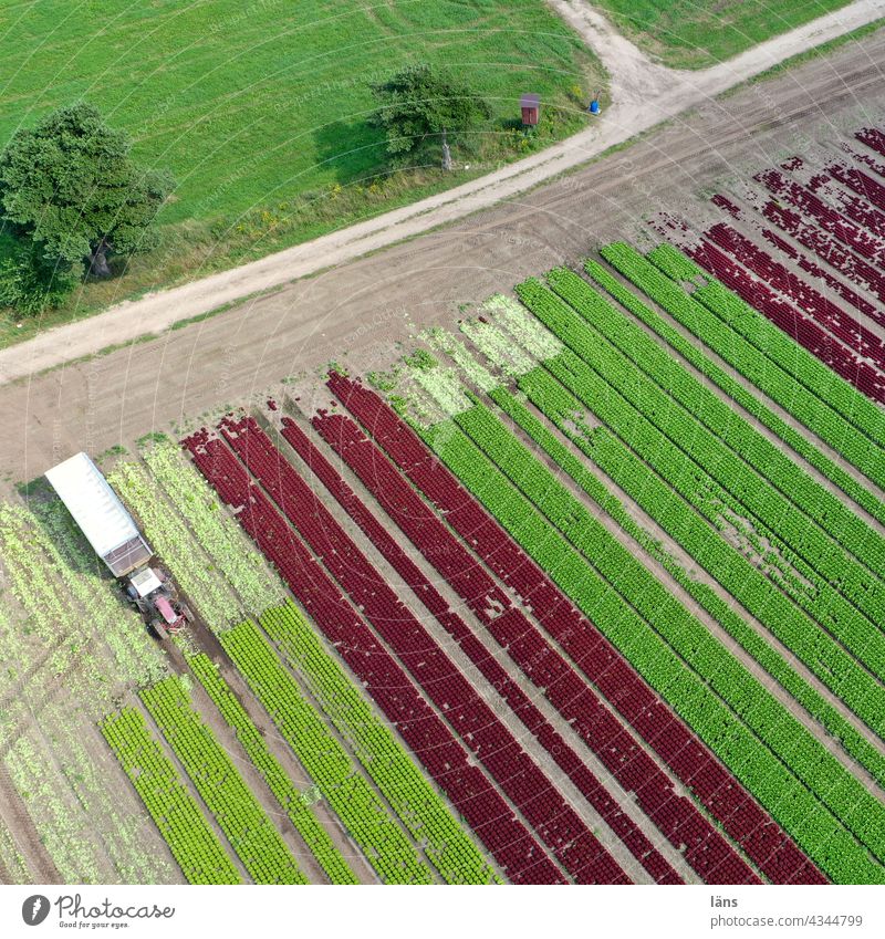 Salatanbau Bewässerung Anbau von Salat Ackerbau Außenaufnahme Feld Wachstum Menschenleer Nutzpflanze Ernährung Vogelperspektive UAV-Ansicht gestreift