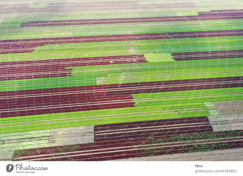 Salatanbau Landwirtschaft ländlich feld ackerbau Landschaft gestreift Grün verrotten luftaufnahme Drohnenaufnahme