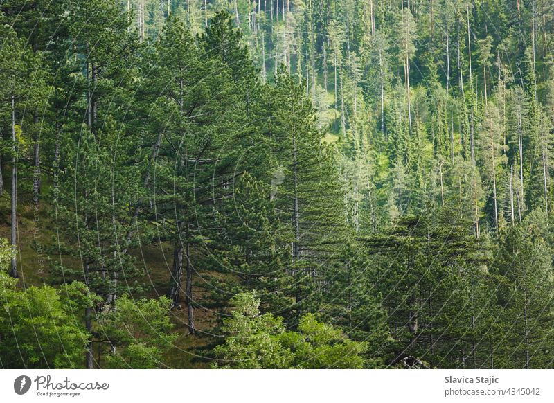 Kiefernwald im Sommer. Schöner Kiefernwald auf hohen Bergen, selektiver Fokus Wald grün Baum Außenaufnahme Tag Holz Wachstum natürlich Natur Pflanze Farbfoto