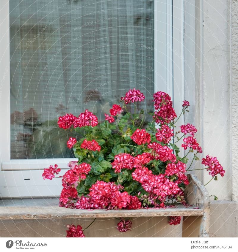 Geranien vor dem Fenster, pink und weiss. Hinter der Gardine ist ein ausgestopftes Tier zu erahnen Stilleben Häusliches Leben Vorhang Dekoration & Verzierung