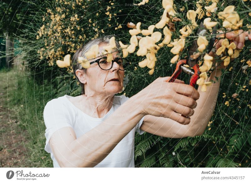 Gartenarbeit und Menschen Konzept - glückliche ältere Frau Pflanzung Blumen im Sommer Garten Großmutter Person in den Ruhestand getreten Senior reif Rentnerin