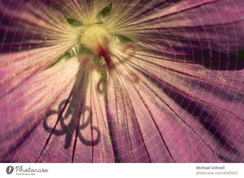 Schatten der Staubblätter einer Blume auf den Blütenblättern rosa rosa Blume innen Innenaufnahme Schattenwurf rund gekräuselt Makroaufnahme Nahaufnahme