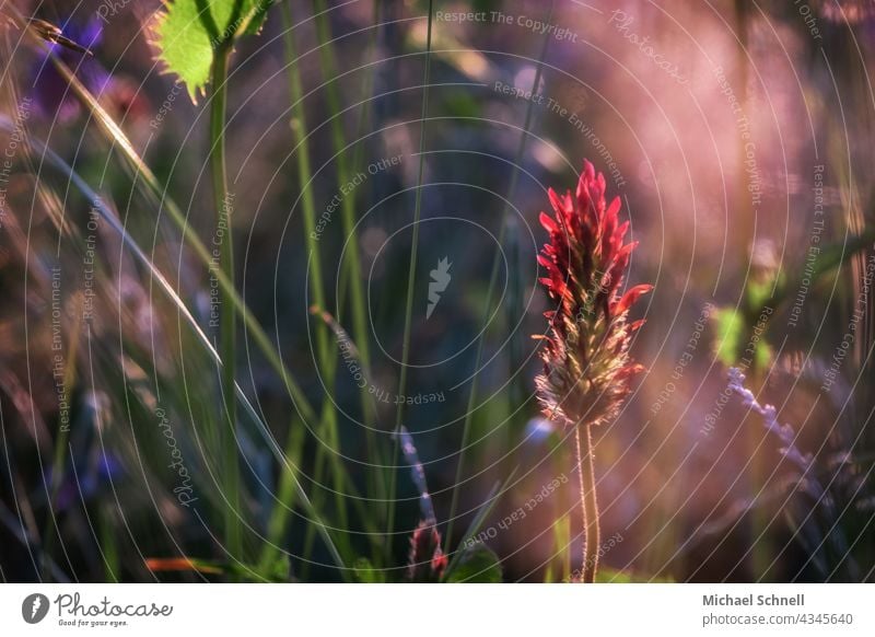 Rote, längliche Blüte in einer Blumenwiese rot rote Blume Natur Sommer Pflanze durcheinander wild ungeordnet Blühend Farbfoto Sonnenlicht Sonnenschein