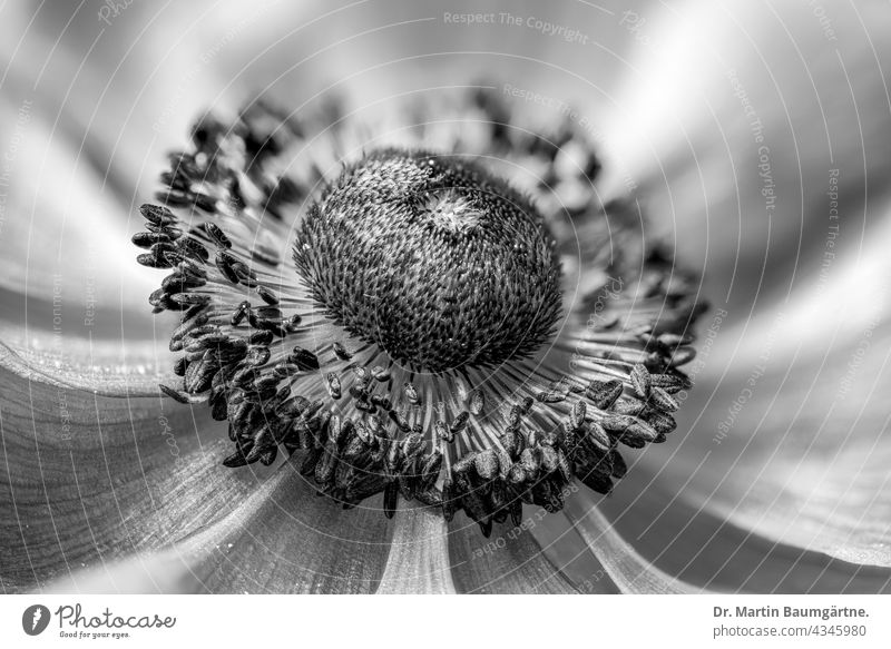 Anemone coronaria, Blüte; Nahaufnahme Pflanze Blume Hahnenfußgewächse Ranunculaceae Staubblätter Stempel schwarz-weiß