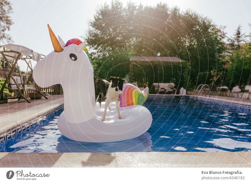 lustige Border Collie Hund sitzt auf aufblasbaren Einhorn Spielzeug im Schwimmbad. Sommerzeit, Urlaub und Lifestyle fliegend heiß frisch Spielen Erholung Sitzen