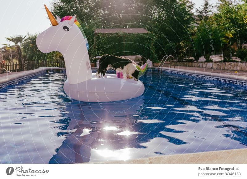 lustige Border Collie Hund sitzt auf aufblasbaren Einhorn Spielzeug im Schwimmbad. Sommerzeit, Urlaub und Lifestyle fliegend heiß frisch Spielen Erholung Sitzen