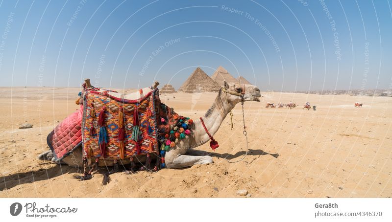 Kamelkopf vor dem Hintergrund der Cheops-Pyramide in Gizeh Ägypten Afrika cheops Cheops Pyramide Ägypter antik Tier Architektur authentisch Gebäude Kairo Camel
