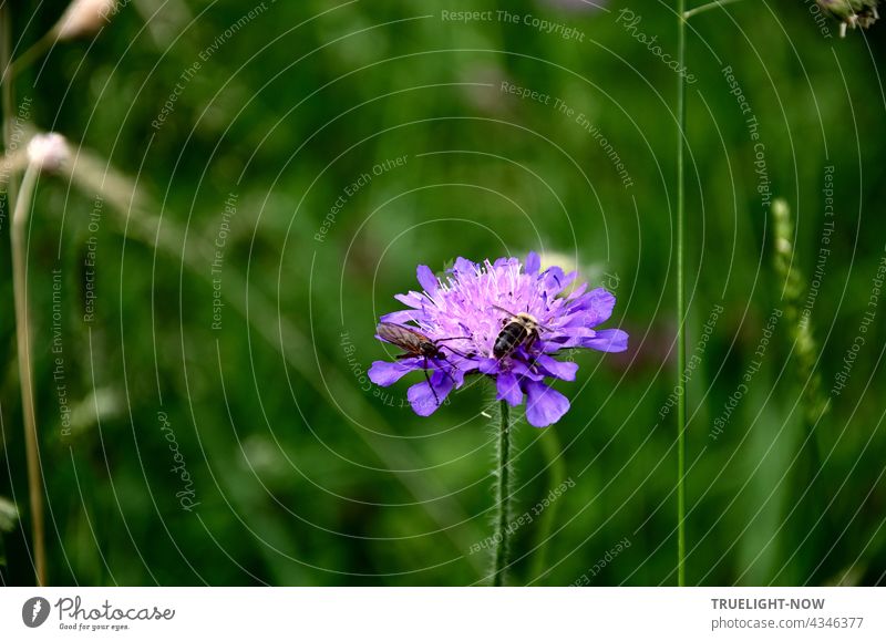 Friedliche Koexistenz auf einer satt grünen bayerischen Sommerwiese, wo zwei ganz unterschiedliche Insekten sich gemeinsam auf einer offenen lila Skabiosen Blüte stärken