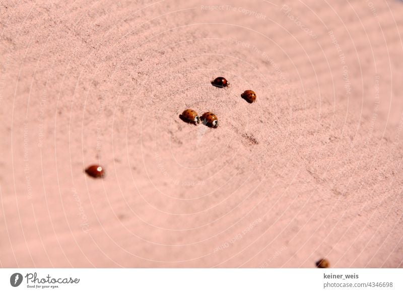 Sechs Marienkäfer auf einer streifenförmig gemusterten Sandsteinfläche Makroaufnahme Insekt rot Natur ladybird Nahaufnahme sechs 6 Außenaufnahme Muster