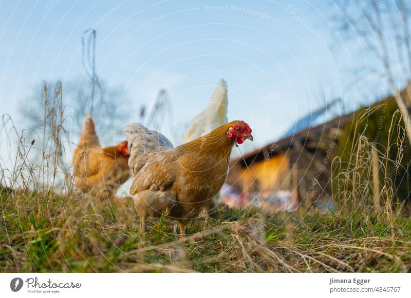 Freilandhühner auf der Wiese Hühner Freilandhaltung freilandhühner Biologische Landwirtschaft ökologisches Leben Dorfwiese Bauernhof Geflügel