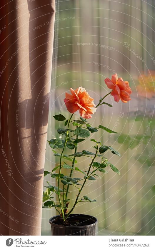 Wachsende Rosen im Haus. Blühende Rose in einem Blumentopf auf der Fensterbank. Floribunda Rose Easy Does it. Roséwein Rosenblüte Blütezeit floribunda