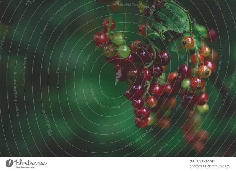 Rote Johannisbeeren auf Zweig, grüner natürlicher Hintergrund. Vitamin Marmelade Cluster Ernährung geschmackvoll Nährstoffversorgung Snack vereinzelt sauer