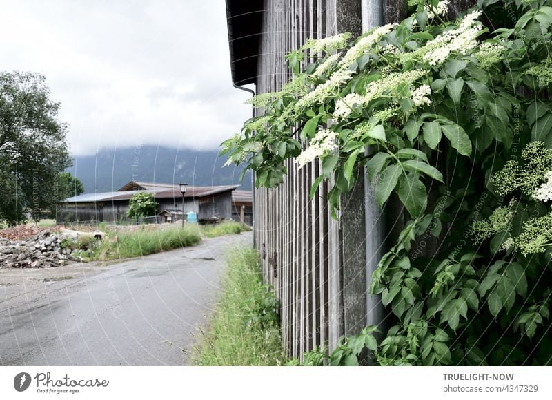Ein Bauhof an einer Landstraße in Oberbayern mit Holzschuppen, daran ein Fallrohr, das von einem blühenden Holunderbusch halb verdeckt wird. Bedeckt mit tiefen Wolken zeigt sich auch der Himmel