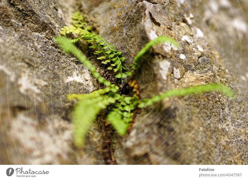 An einem grauen Felsen wächst ein junger Farn. Natur Pflanze Farbfoto grün Außenaufnahme Menschenleer Tag Schwache Tiefenschärfe Nahaufnahme Grünpflanze