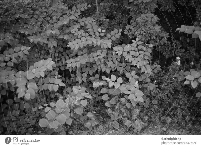 Blätter Dach des Japanischen Staudenknöterichs, Fallopia japonica mit schönen Tonwerten Flussufer Wasser Flussufer WasserFlussufer Japanischer Staudenknöterich