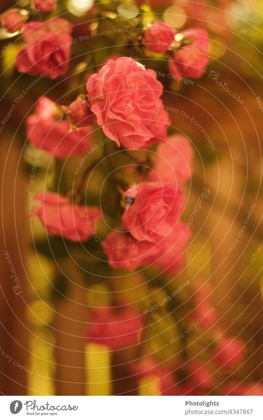 Rosen im Morgenlicht Sonnenaufgang Kletterrose rosa grün warm Holz Holzbalkon Holzbrüstung Blätter Holzgeländer Blüten Pflanze Blume Sommer Garten Außenaufnahme