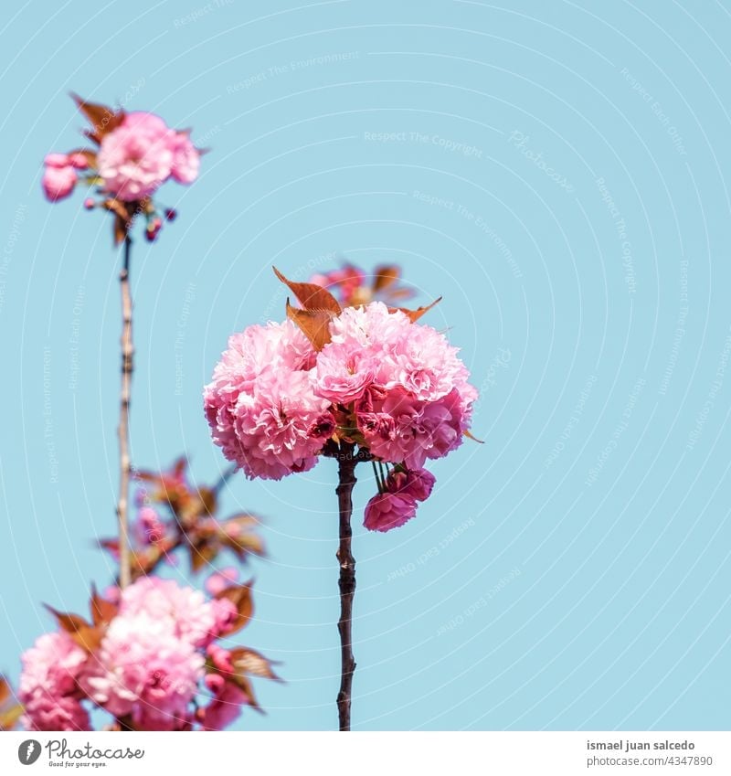 schöne rosa Baumblüten im Frühling Blume Blütenblätter Pflanze Garten geblümt Flora Natur natürlich dekorativ Dekoration & Verzierung romantisch Schönheit