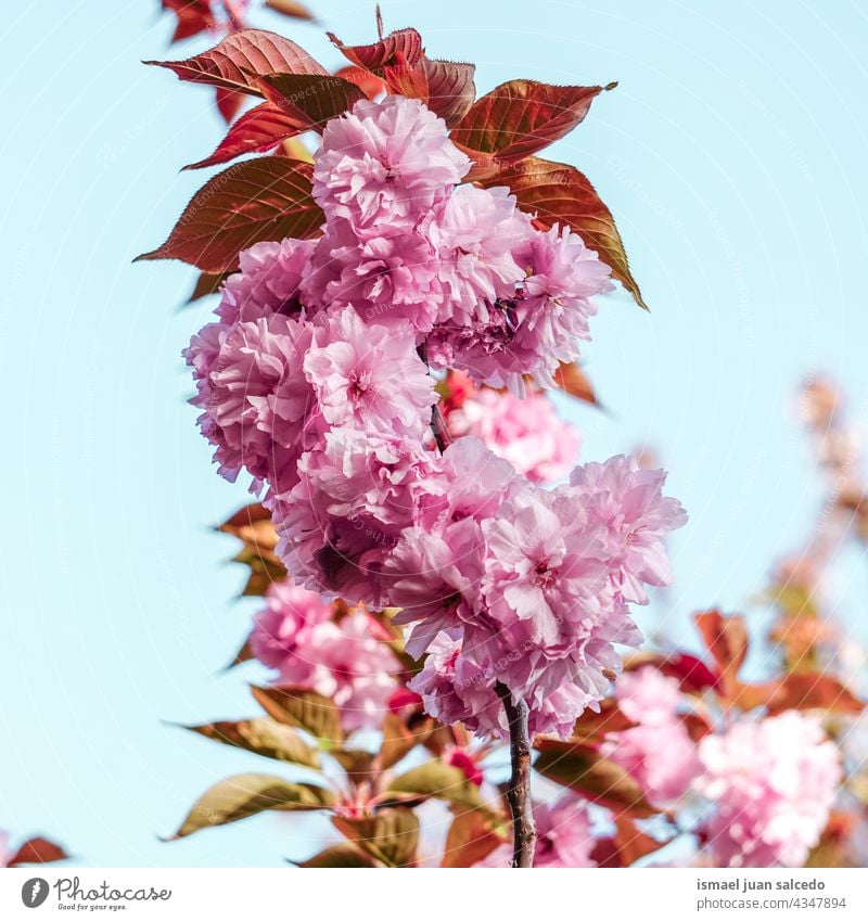 rosa Blumen im Frühling Blütenblätter Pflanze Garten geblümt Flora Natur natürlich dekorativ Dekoration & Verzierung romantisch Schönheit Zerbrechlichkeit