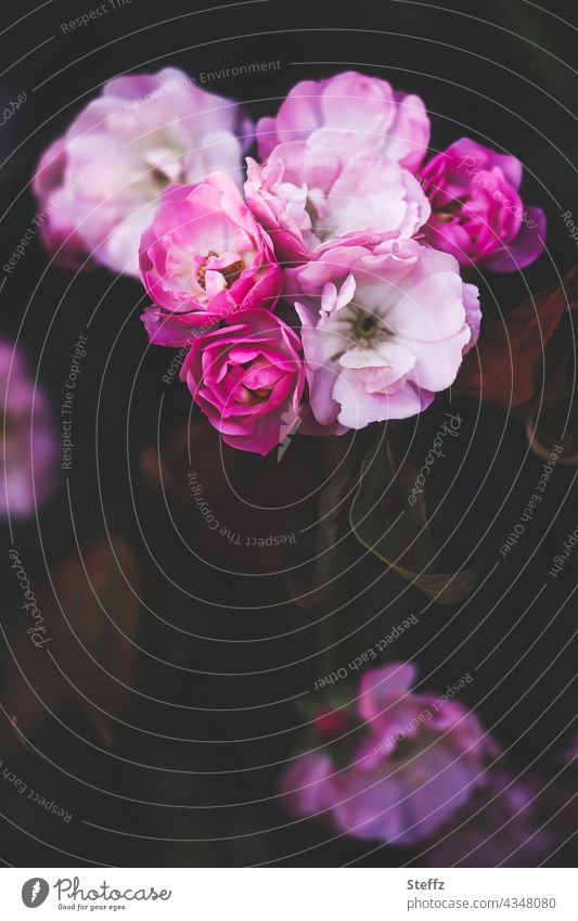 blühende Rosen | magische Naturschönheit | zeitlos die Wahrnehmung Rosenblüten Rosenstrauch Rosenbusch Rosenduft romantisch Strauchrosen traumhaft duften Haiku
