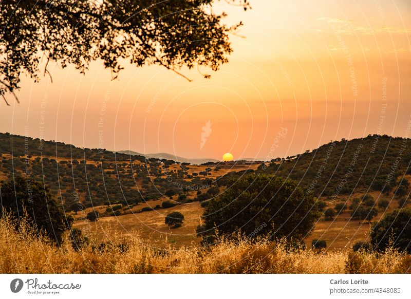 Sommerlandschaft mit intensiver Sonne und ganz trockener Vegetation Spanien Afrika trockene Landschaft starke Hitze erwärmen Steineiche Baum trockene Vegetation