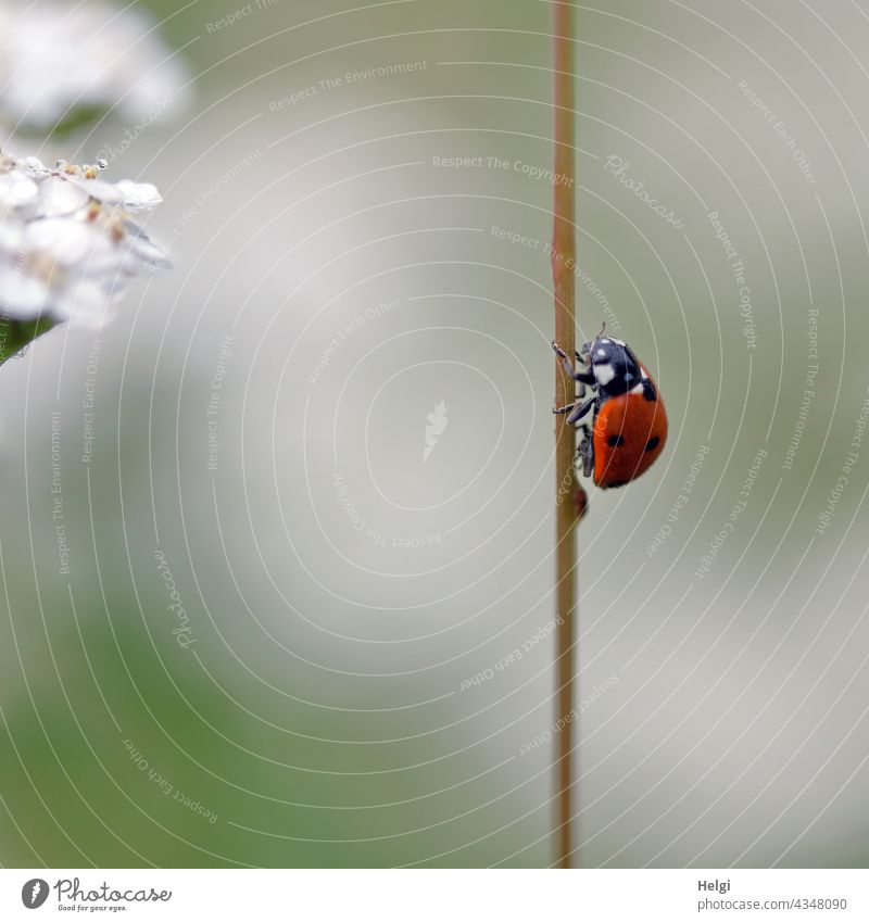aufwärts - Marienkäfer krabbelt an einem Grashalm in die Höhe Insekt klein krabbeln Halm schwache Tiefenschärfe Makroaufnahme Sommer Käfer Tier Natur Farbfoto