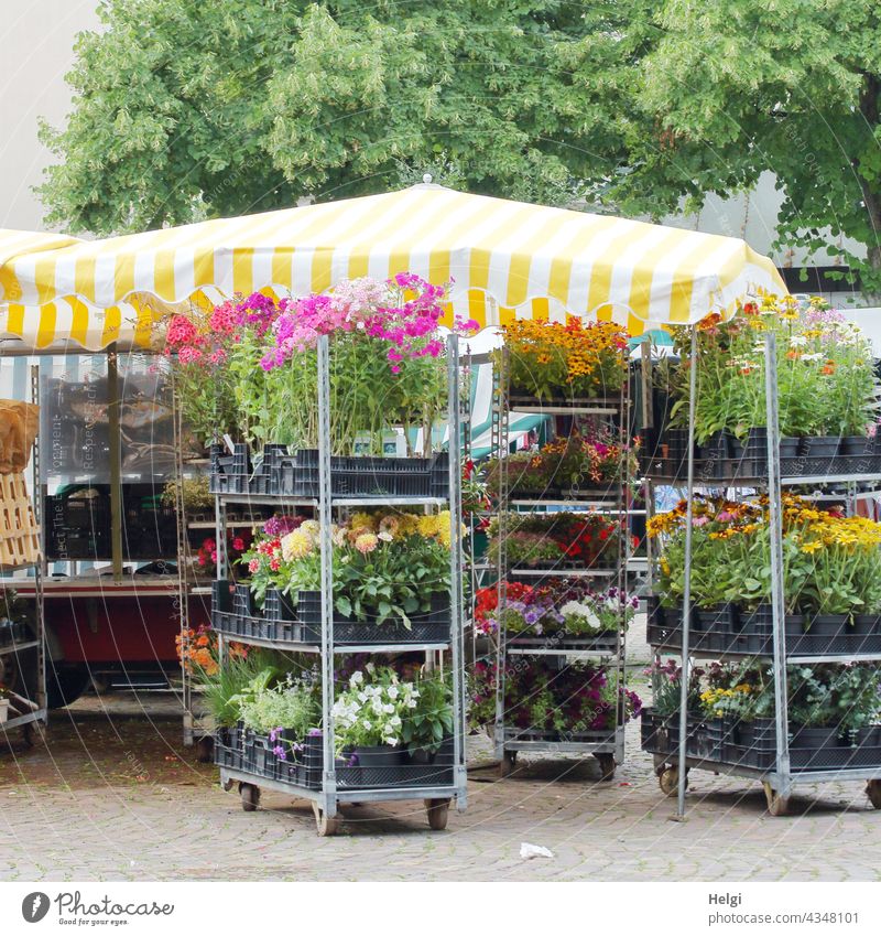 Wochenmarkt beendet - Rollwagen mit Blumentöpfen stehen zum Abtransport bereit Marktstand Blumenstand Blumenverkauf Topfblumen Transport abräumen Ende