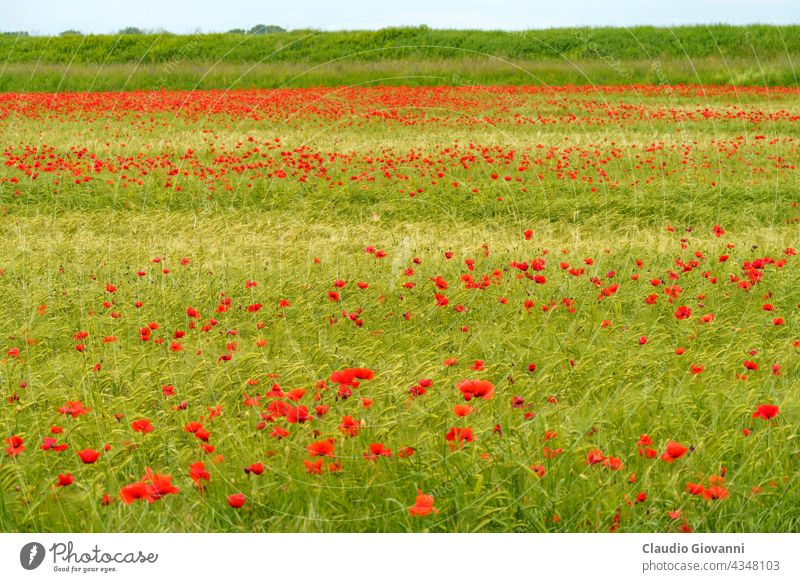 Ländliche Landschaft in der Provinz Pavia zwischen den Flüssen Ticino und Po. Mohnblumen Europa Italien Lombardei pavia po Tessin Ackerbau Farbe Tag Feld Blume