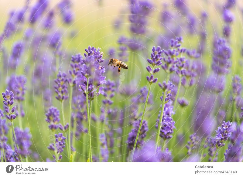 Die Biene im Lavendelbeet Natur Fauna Flora Pflanze Tier Insekt Honigbiene fliegen Pollen Bienenstock fleißig Außenaufnahme emsig Arbeit & Erwerbstätigkeit