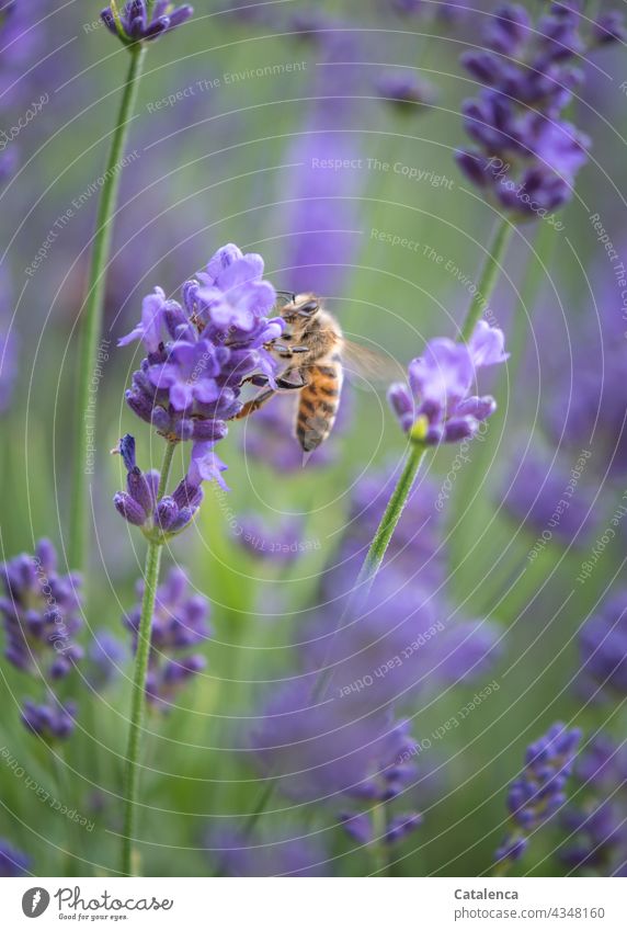 Honigbiene sitzt auf einer Lavendelblüte Violett Lila Grün Sommer Garten Tageslicht emsig Arbeit & Erwerbstätigkeit Ausdauer Außenaufnahme fleißig Bienenstock