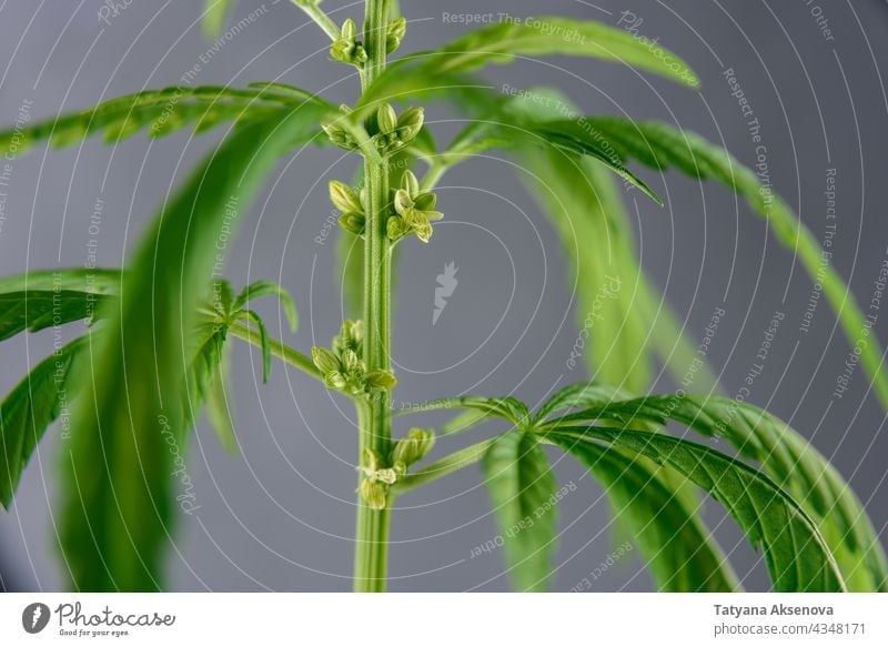 Cannabispflanze Nahaufnahme Pflanze Blatt Hanf Marihuana Kraut wachsen Unkraut cbd Sativa grün Medizin Natur medizinisch Medikament Ackerbau natürlich Wachstum