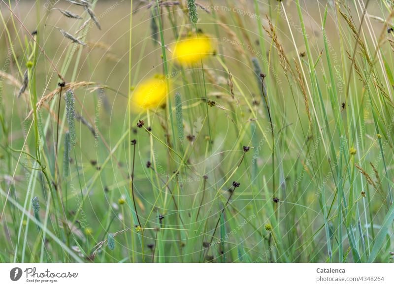 Wiese, gelbe Farbtupfer im Vordergrund Natur Pflanze Flora Tag Tageslicht Grün Blumen Wiesenblumen Gras Blatt Landaschaft Blüte Löwenzahn Blumenwiese duften