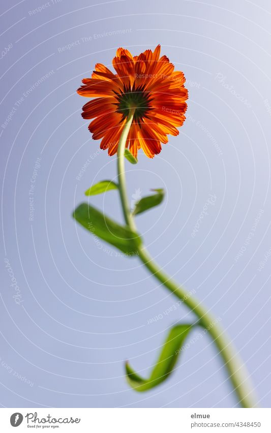 orangefarbene Ringelblume mit gebogenem Stängel aus der Froschperspektive / Sommerblume blauer Himmel Blatt krumm Blume Pflanze Garten Gartenblume solitär