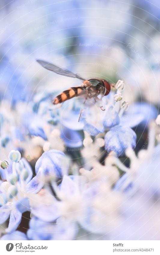Schwebfliege auf einer Hortensienblüte Stehfliege Schwirrfliege Bestäuber Fliege Insekt Syrphidae Brachycera Bestäubung bestäuben Leichtigkeit Juli Blütezeit