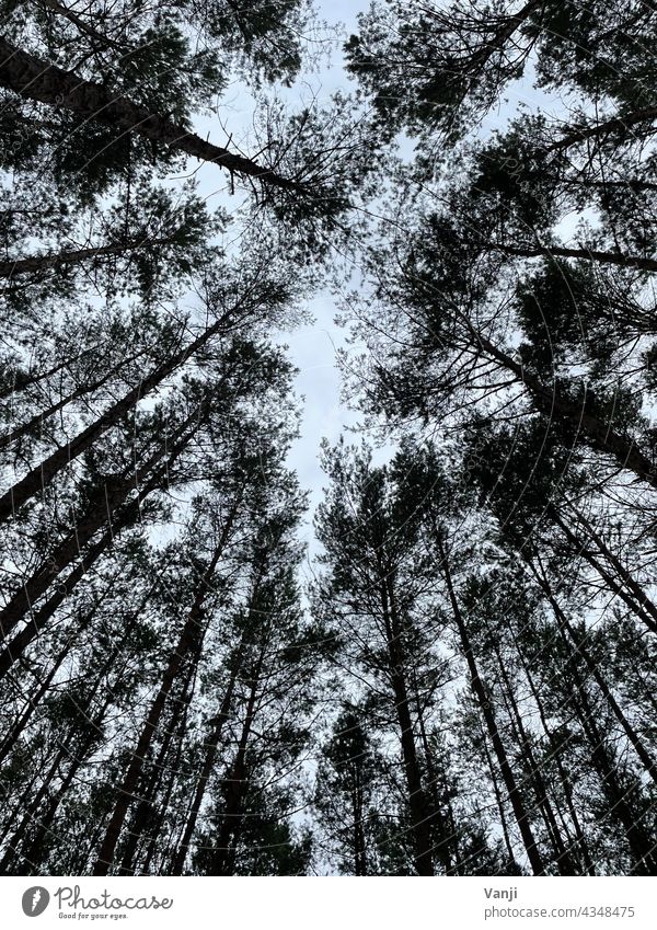 Wald von unten fotografiert Natur Baum grün Tag Farbfoto Außenaufnahme natürlich Licht Umwelt Menschenleer Blätterdach Baumstamm Baumkrone Wachstum hoch